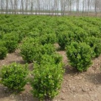 山西白皮松 冬青球