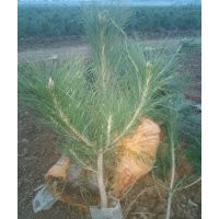 黑松、黑松苗、黑松苗木、黑松小苗、黑松大苗、黑松工程苗