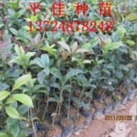 桂花種苗供應(yīng)商專供桂花苗 桂花小苗 桂花小袋苗 桂花種子