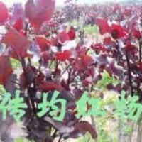 全紅楊 中華紅葉楊