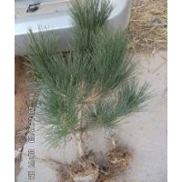 大量供應1-3年黑松裸根苗和容器袋苗及土球大苗。規(guī)格10cm-300cm