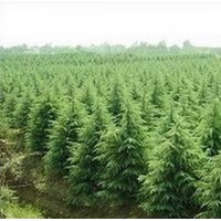 供應(yīng)雪松、油松、白蠟、五角楓