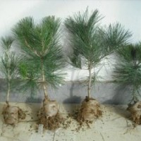 出售側(cè)柏苗 側(cè)柏小苗 側(cè)柏成苗