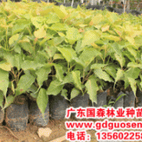 菩提榕—菩提榕價格_廣西菩提榕