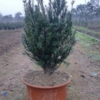 曼地亞，紅豆杉，銀杏，桂花，櫻花，黃楊木