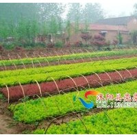 扦插籽播小苗，龍柏，蜀檜，黃楊、衛(wèi)矛、女貞等