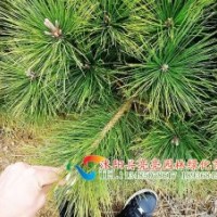 低價(jià)出售10-40公分黑松，油松地面