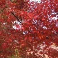 2013紅楓報(bào)價(jià)，山東紅楓基地，北京紅楓