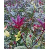 大量供應(yīng)四季紅桂花苗