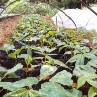 美麗異木棉杯苗