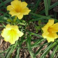 甩賣金娃娃萱草