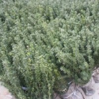 紅豆杉小苗 曼地亞紅豆杉苗