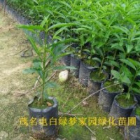 供應(yīng)鵝腎木,鵝山木,和順木小苗