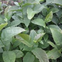 玉蘭花苗木蘭花小苗白玉蘭樹苗上海市花白玉蘭苗庭院綠化苗木