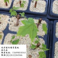 急出售紅楓容器苗20萬棵價格優(yōu)惠