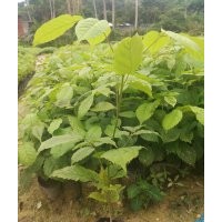 紫花風鈴木，紫花風鈴木苗，紫花風鈴小苗