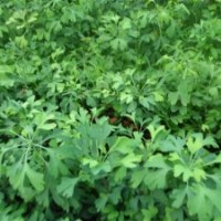 2013年優(yōu)質(zhì)銀杏苗銷售