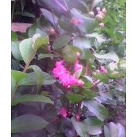 十堰三豐苗木基地直銷紫薇苗