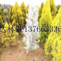 金冠柏,贛南桂花,藍(lán)冰柏