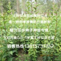 適合北方建苗圃用苗大葉女貞苗大葉冬青樹苗