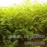 火炬樹保定海源供應(yīng)物美價廉