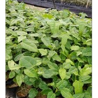 澳洲火焰木，澳洲火焰木小苗