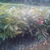 海南葡萄。海南葡萄價格，海南葡萄小苗，海南葡萄樹苗