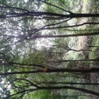 香樟 重陽木 女貞 垂柳