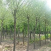 山西苗圃國(guó)槐價(jià)格哪里便宜山西運(yùn)城國(guó)槐價(jià)格