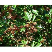 出售山西花椒苗花椒苗價格花椒苗圖片