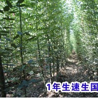 那里有國(guó)槐苗