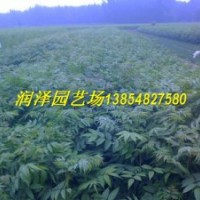 供應(yīng)香椿苗，大棚香椿苗，香椿苗培育基地