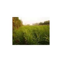 窄冠毛白楊／１０７楊／國(guó)槐苗五角楓苗白蠟苗柳樹(shù)榆樹(shù)等苗木