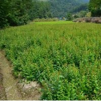 百萬紫薇苗，大葉女貞苗，合歡苗等低價出售