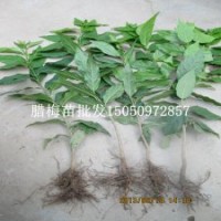 臘梅苗的黃梅花苗盡在江蘇紫薇園藝