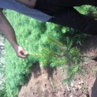 綠洲苗圃華山松高度50公分