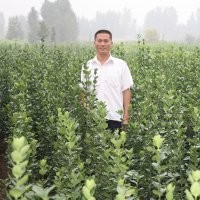 供應(yīng)木槿小苗，國(guó)槐小苗，白蠟小苗，五角楓小苗，楸樹小苗