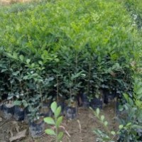 九里香樹苗，九里香苗，九里香球樹苗