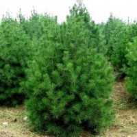 供應(yīng)白皮松,華山松,櫻花苗