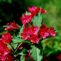 大量供應(yīng)紅王子錦帶苗，紅王子錦帶工程苗，龍柏，檜柏