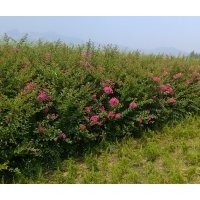 供應(yīng)二年生大葉女貞，速生國旗紅百日紅小苗