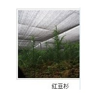 供應(yīng)紅豆杉，桂花樹，羅漢松