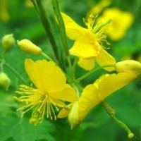 連翹種植技術(shù)