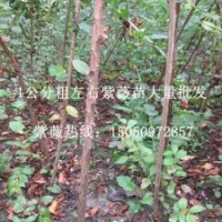 花木之鄉(xiāng)專業(yè)批發(fā)1公分粗紫薇苗紫薇花苗百日紅樹(shù)包成活發(fā)貨