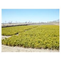 長期出售 樟子松 云杉 小苗