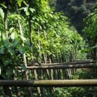 供應(yīng)萍婆樹(shù)