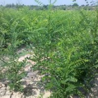 1年生國槐小苗、大量供應(yīng)、價(jià)格優(yōu)惠