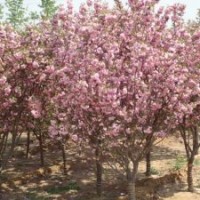 湖南櫻花特價批發(fā)，首選湖南宏景苗木基地，量大優(yōu)惠，薄利多銷