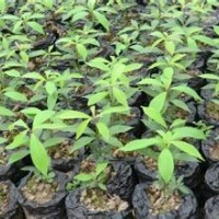 楨楠小苗批發(fā)