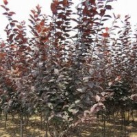 供應(yīng)8-11公分紫葉李